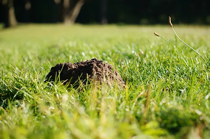 Maulwurfshügel im Gras